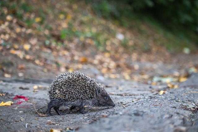 球员都需要 球员都需要